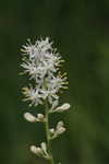 Coastal false asphodel